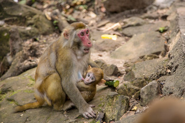  Monkey  at the background, the Zhangjiajie National Forest Park, China