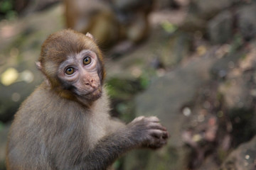  Monkey  at the background, the Zhangjiajie National Forest Park, China