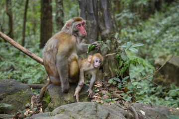  Monkey  at the background, the Zhangjiajie National Forest Park, China