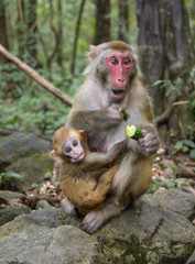  Monkey  at the background, the Zhangjiajie National Forest Park, China