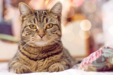 British tiger-colored cat looks at the camera