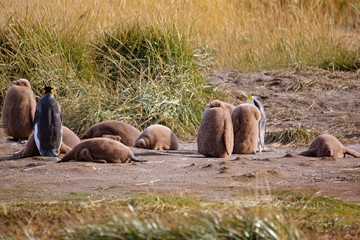 Fototapeta premium A colony of King Penguins, Aptenodytes patagonicus, resting in the grass at Parque Pinguino Rey, Tierra del Fuego Patagonia. Environment, ecology
