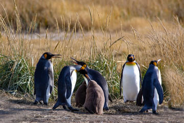 A colony of King Penguins, Aptenodytes patagonicus, resting in the grass at Parque Pinguino Rey, Tierra del Fuego Patagonia. Environment, ecology