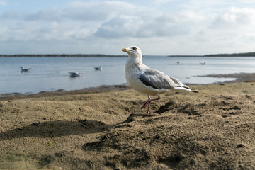 Möwen