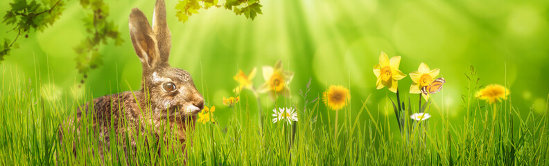 osterwiese mit osterhase und osterglocken