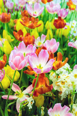 Obraz na płótnie Canvas view of Colorful tulips background