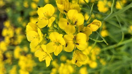 Fresh mustard flower in nature