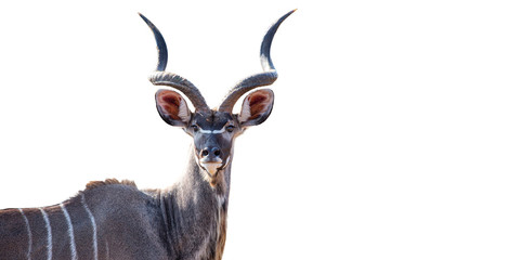 Greater Kudu bull cut out against a white background 