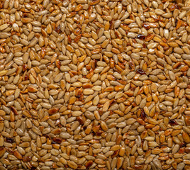 This is kozinaki from sunflower seeds.