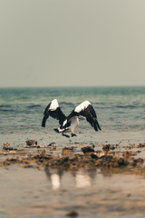pelican on the beach flying