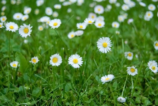 little white daisies in green lawn