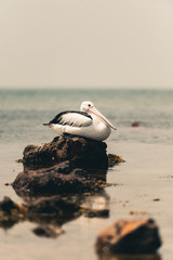 pelican at the beach head tucked in to sleep
