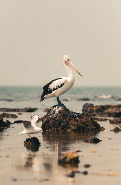 pelicans on the beach and seagull
