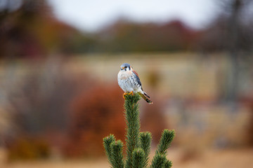  Native Patagonian bird on blur background, Chile
