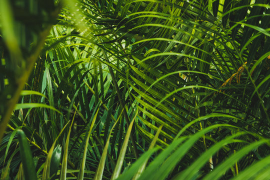 palm tree  leaves inside tropical garden or jungle  -