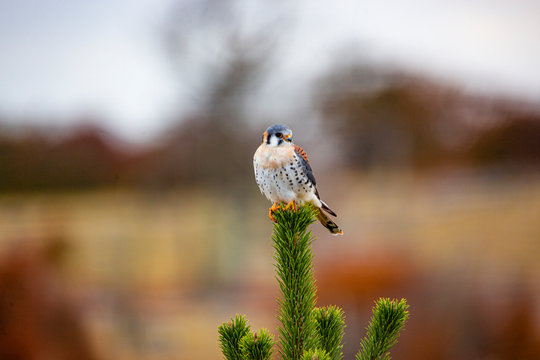  Native Patagonian bird on blur background, Chile