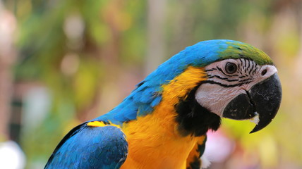 blue and yellow macaw