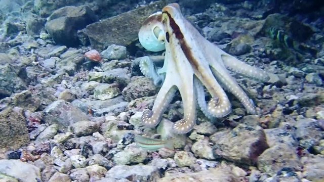 Swimming octopus in the Red Sea-2