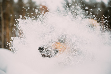 Funny Dog Playing In Snowy Forest In Winter Day. Dog Having Fun And Shaking Snow