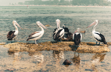 pelicans preening and flying on the beach accidental renaissance 