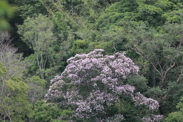 pink flower in the forest