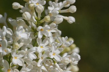 A branch of blooming white lilac in the spring garden. Lilac bush close-up with soft focus. Branches of a white lilac in bloom in spring.