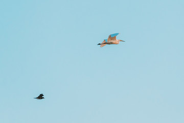 Belarus. Wild Birds Northern Lapwing vanellus Vanellus And Great Egret ardea Alba Flying In Sunset Sky