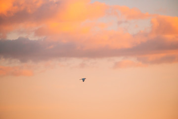 Belarus. Wild Bird Great Egret Ardea Alba Flying In Sunset Sky