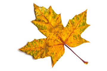 Yellow dry maple leaf on a white isolated background close-up