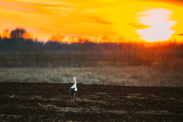Fototapeta premium Adult European White Stork Walking In Spring Meadow Lit By Sunset Sunlight. Wild Bird In Sunny Evening In Belarus. Sunshine Above Spring Meadow Landscape.