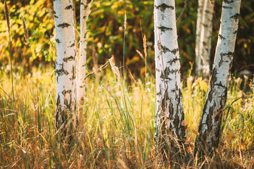 Obraz premium Birch Trunks Woods Close Up. Sunset In Summer Birch Forest, Russia. Russian Nature