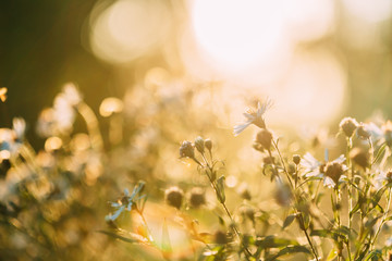 Close Up Grass And White Flowers At Late Summer