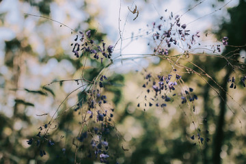 Purple flower