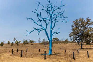 Fototapeta premium Blue Tree