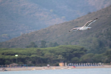 Seagull flying over sea in Isola d'Elba