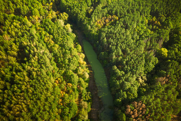 Naklejka premium Aerial View Green Forest Woods And River Marsh Bog In Summer Landscape. Top View Of Beautiful European Nature From High Attitude In Summer Season. Drone View. Bird's Eye View
