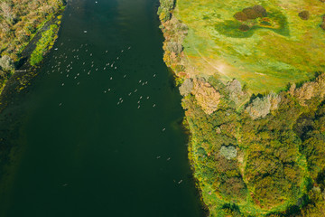 Belarus. Flock Of Heron Birds Flying Above Sozh River. Aerial View Landscape In Sunny Summer Day. Top View Of Beautiful European Nature From High Attitude. Drone View. Bird's Eye View
