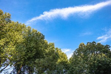 Obraz premium tree in park