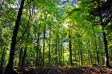 Sunrays shining through the forest at Blackwood Forest, Hampshire, England