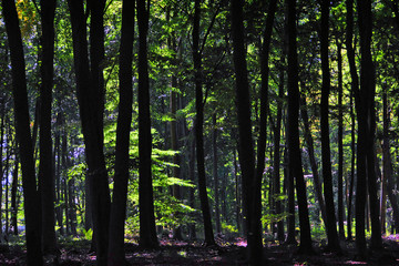 Sunrays shining through the forest at Blackwood Forest, Hampshire, England