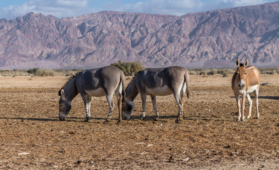 Somali wild donkey (Equus africanus) in nature reserve of the Middle East. This species is extremely rare both in nature and in captivity.