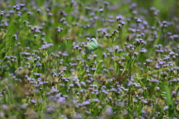 Obraz na płótnie Canvas Purple grass