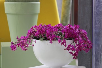  A colourful field of blooming spring bulbs in the Keukenhof gardens, Lisse, Holland