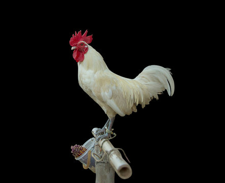 Die cut Cock and hen focus selective at the bamboo on black background.
