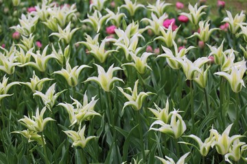Obraz premium A colourful field of blooming spring bulbs in the Keukenhof gardens, Lisse, Holland