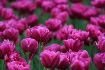 Beautiful colourful Tulips in Keukenhof Garden of Holland during Spring season
