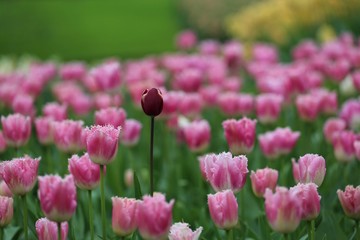 Beautiful colourful Tulips in Keukenhof Garden of Holland during Spring season