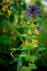 flowers in the garden