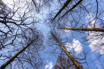 Obraz premium tree in park