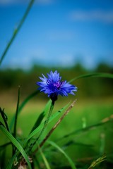 flower on background of blue sky